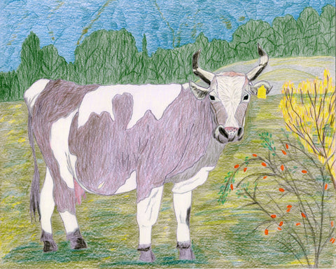 Pasture Cow