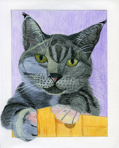 Curious Gray Cat