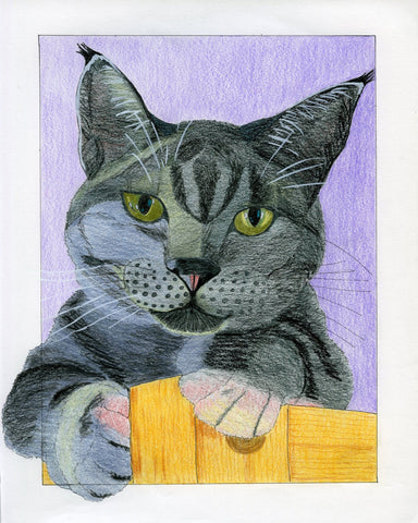 Curious Gray Cat