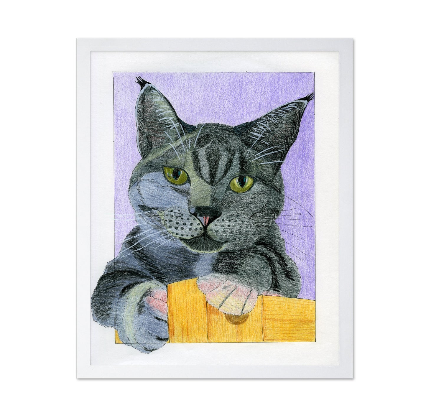 Curious Gray Cat