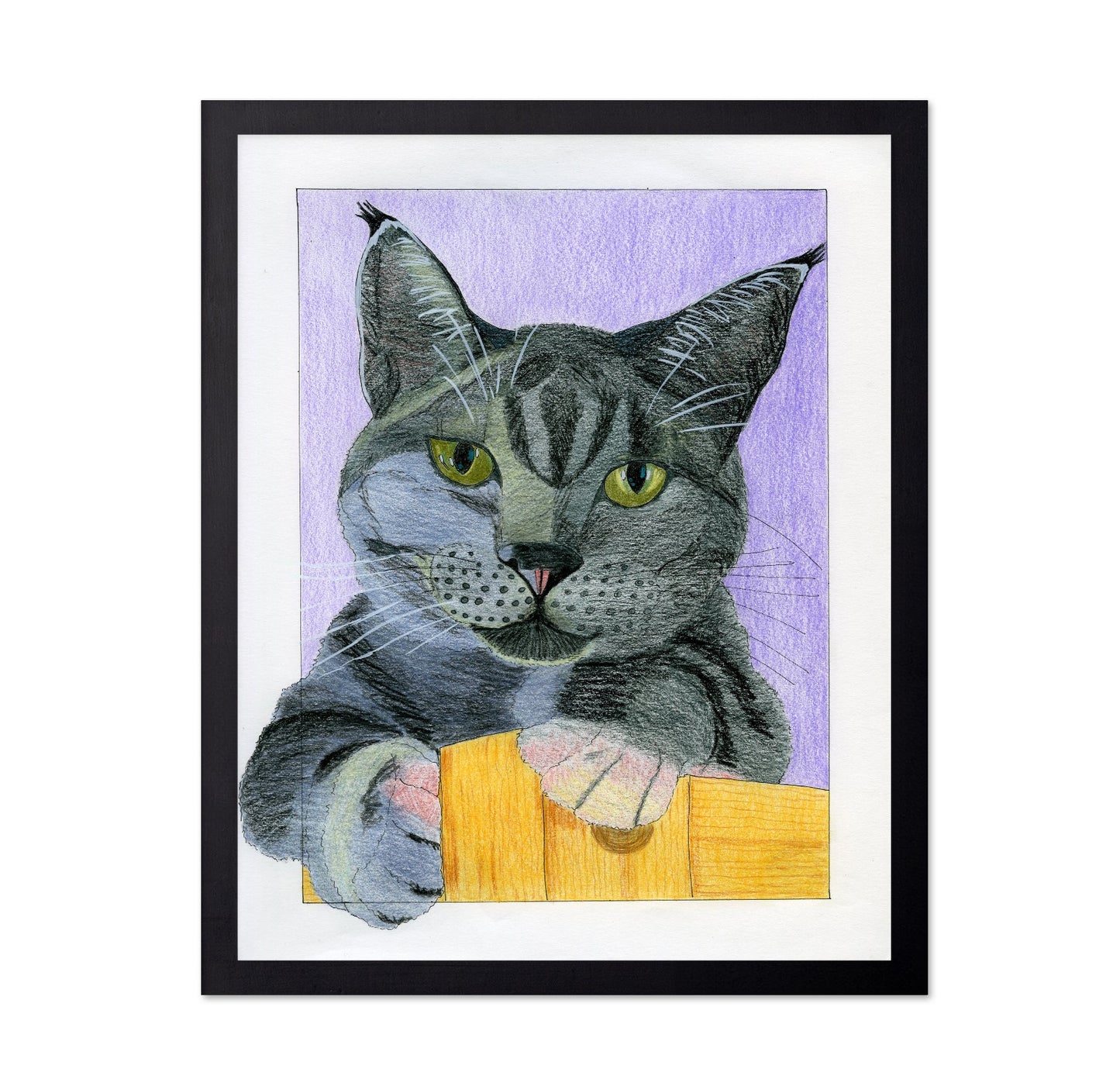Curious Gray Cat