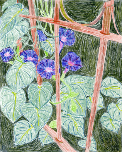 Morning Glory Vines
