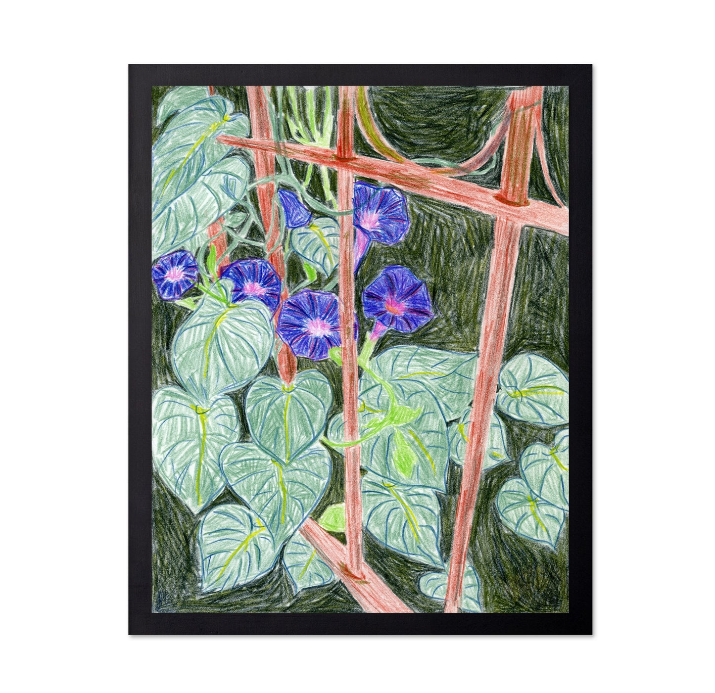 Morning Glory Vines