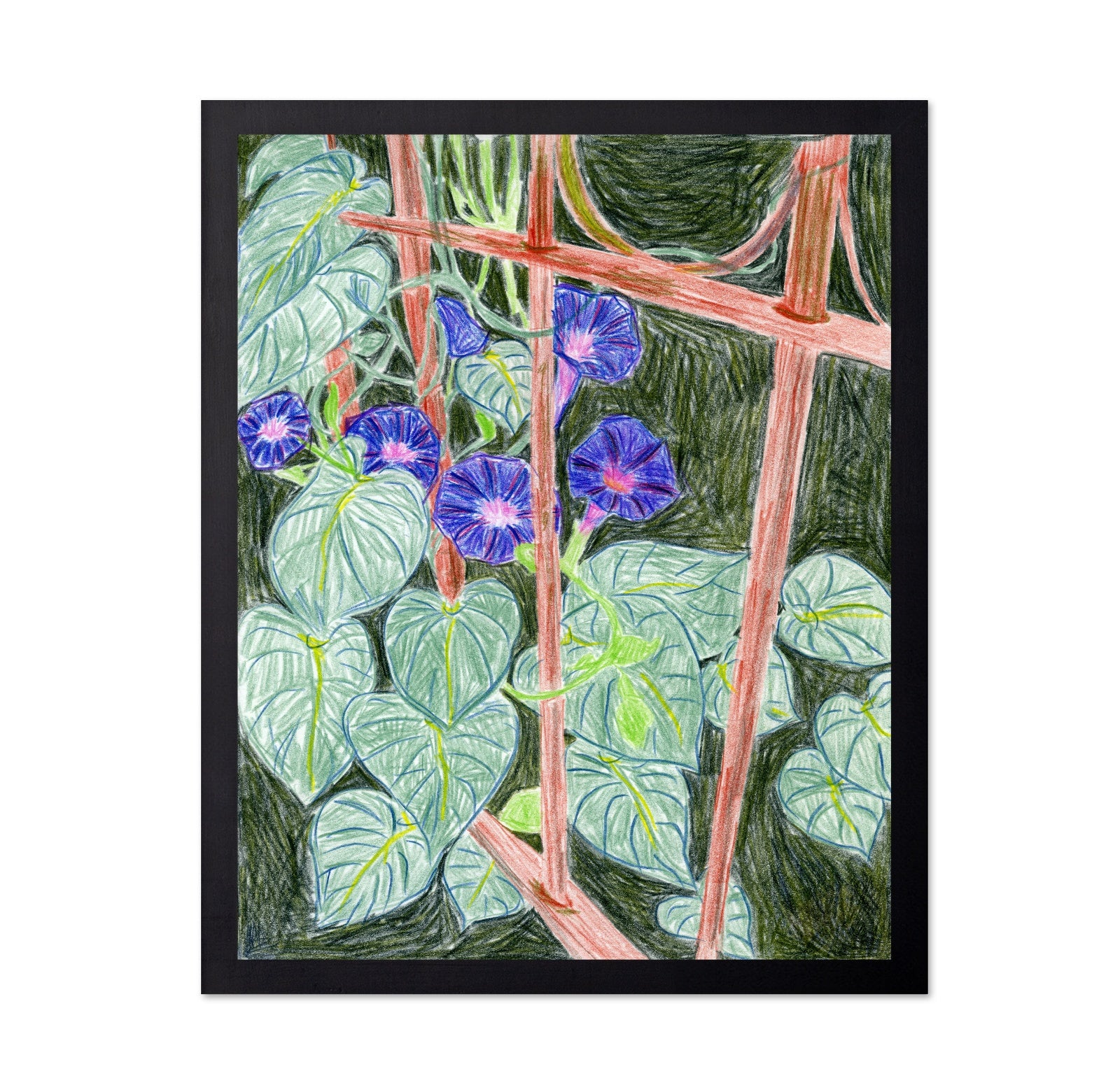 Morning Glory Vines