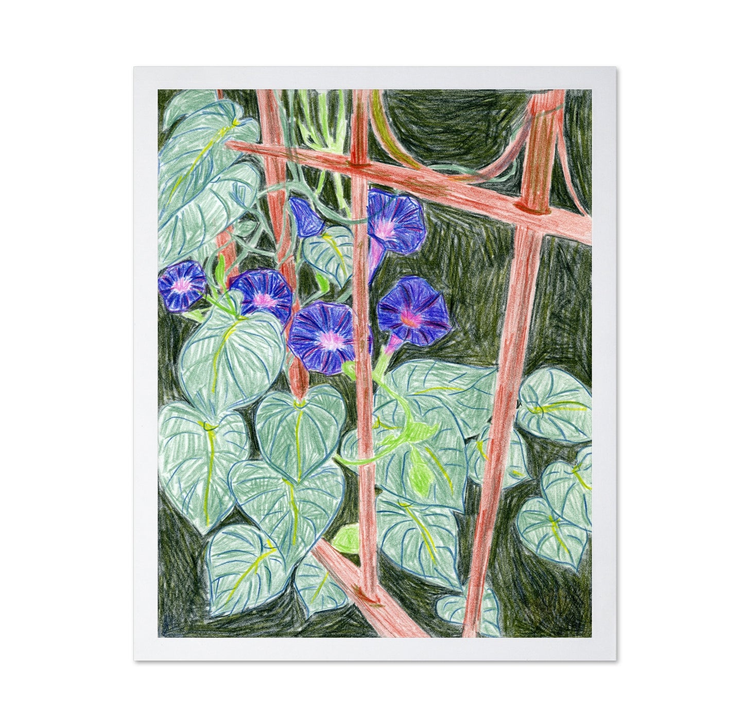 Morning Glory Vines
