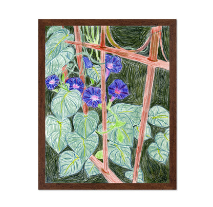 Morning Glory Vines
