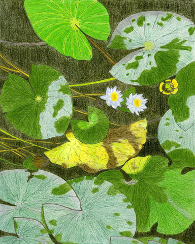 Lily Pond Leaves