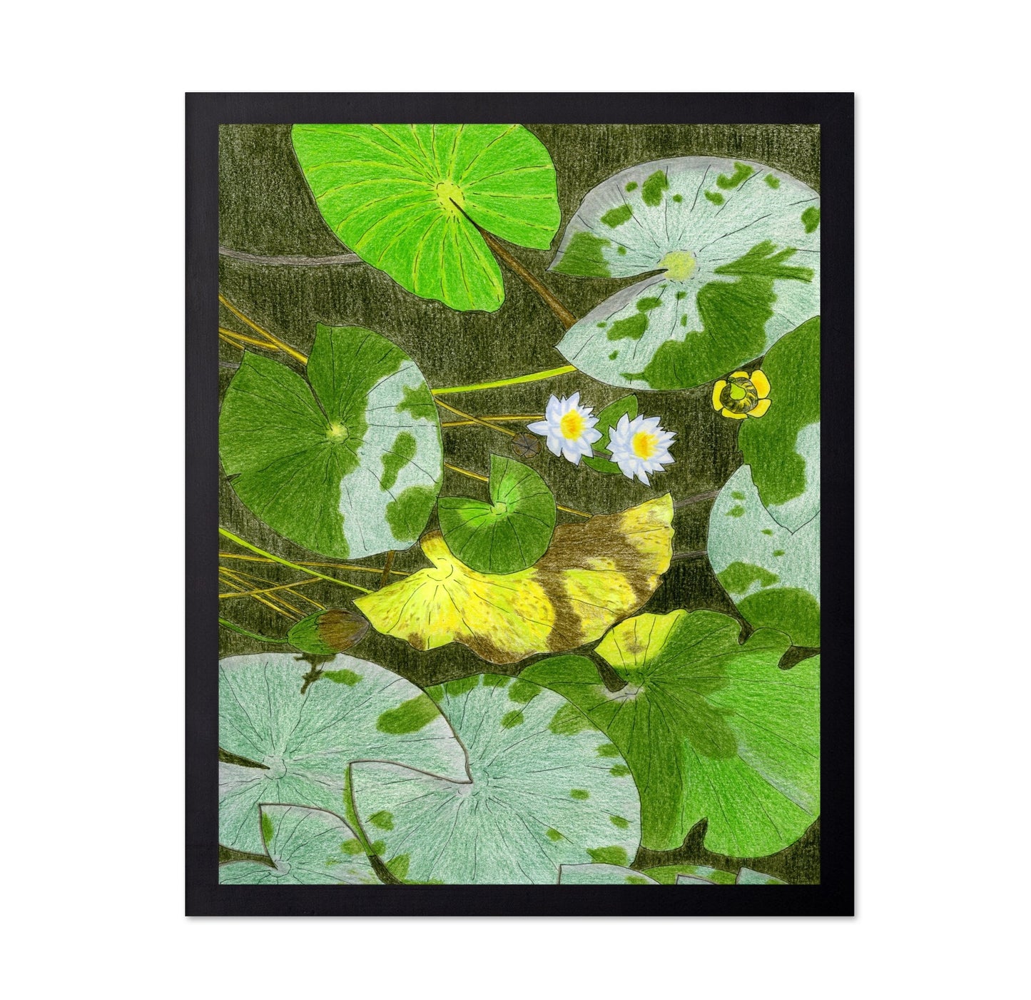 Lily Pond Leaves