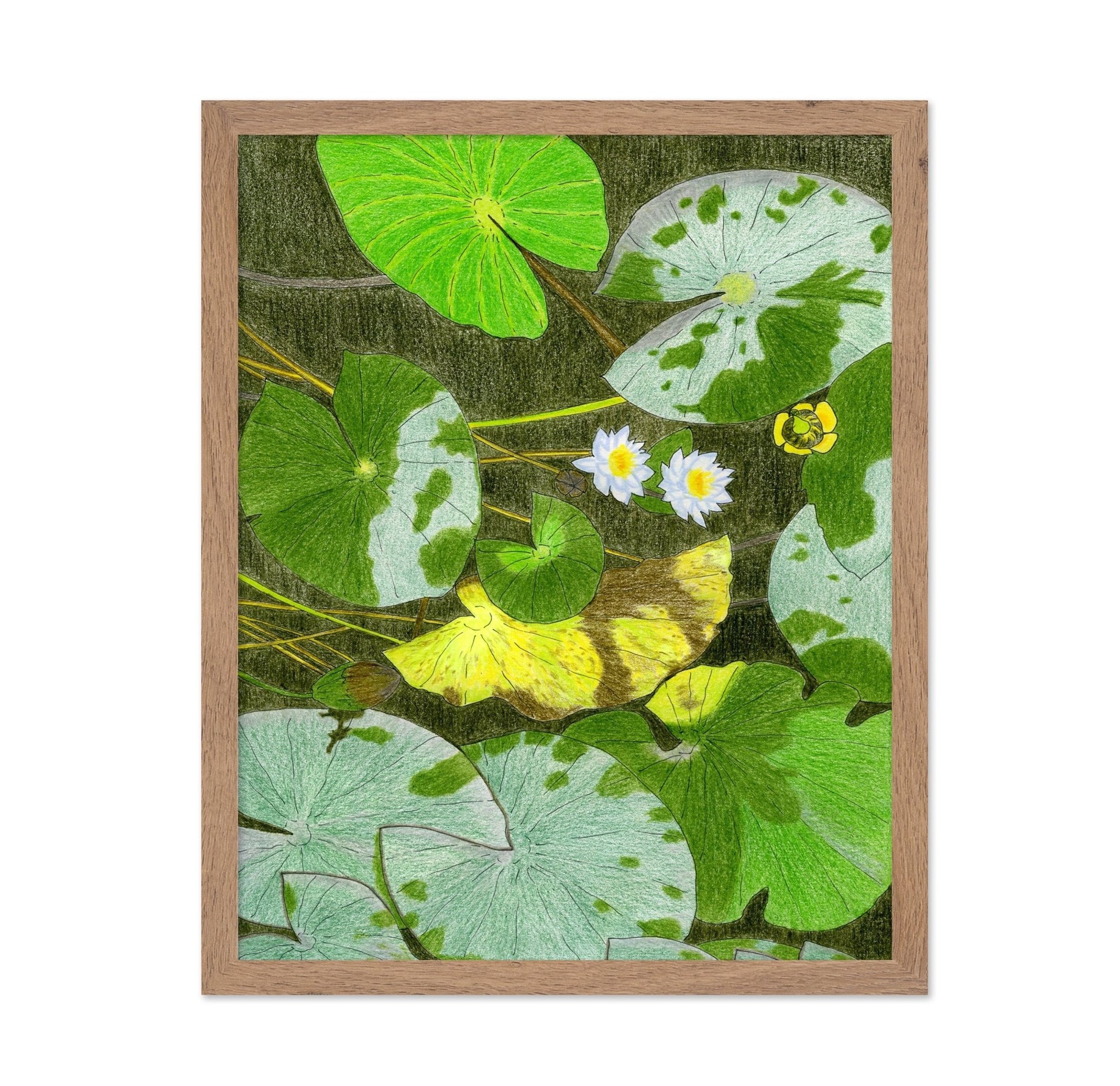 Lily Pond Leaves