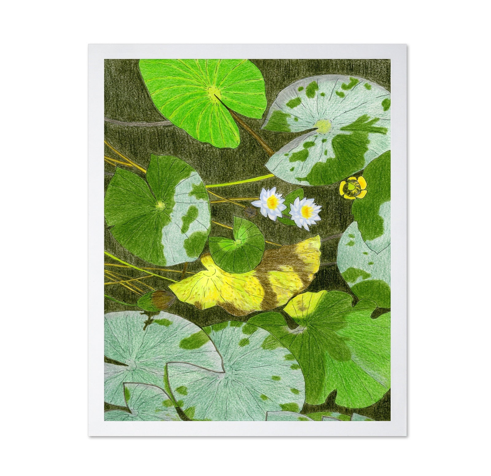 Lily Pond Leaves