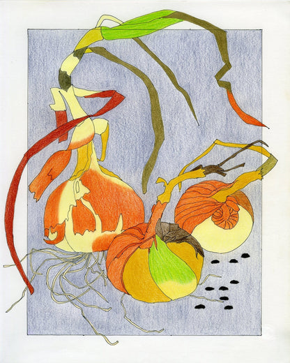 Harvest Onion Study