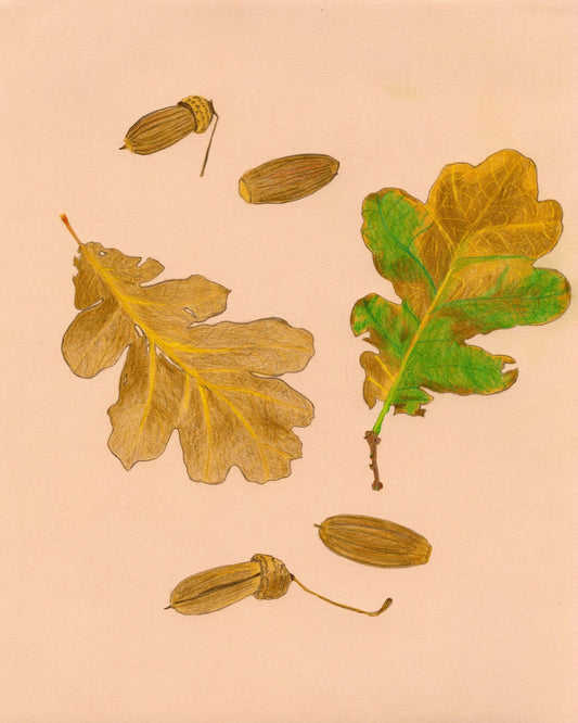 Oak Leaves