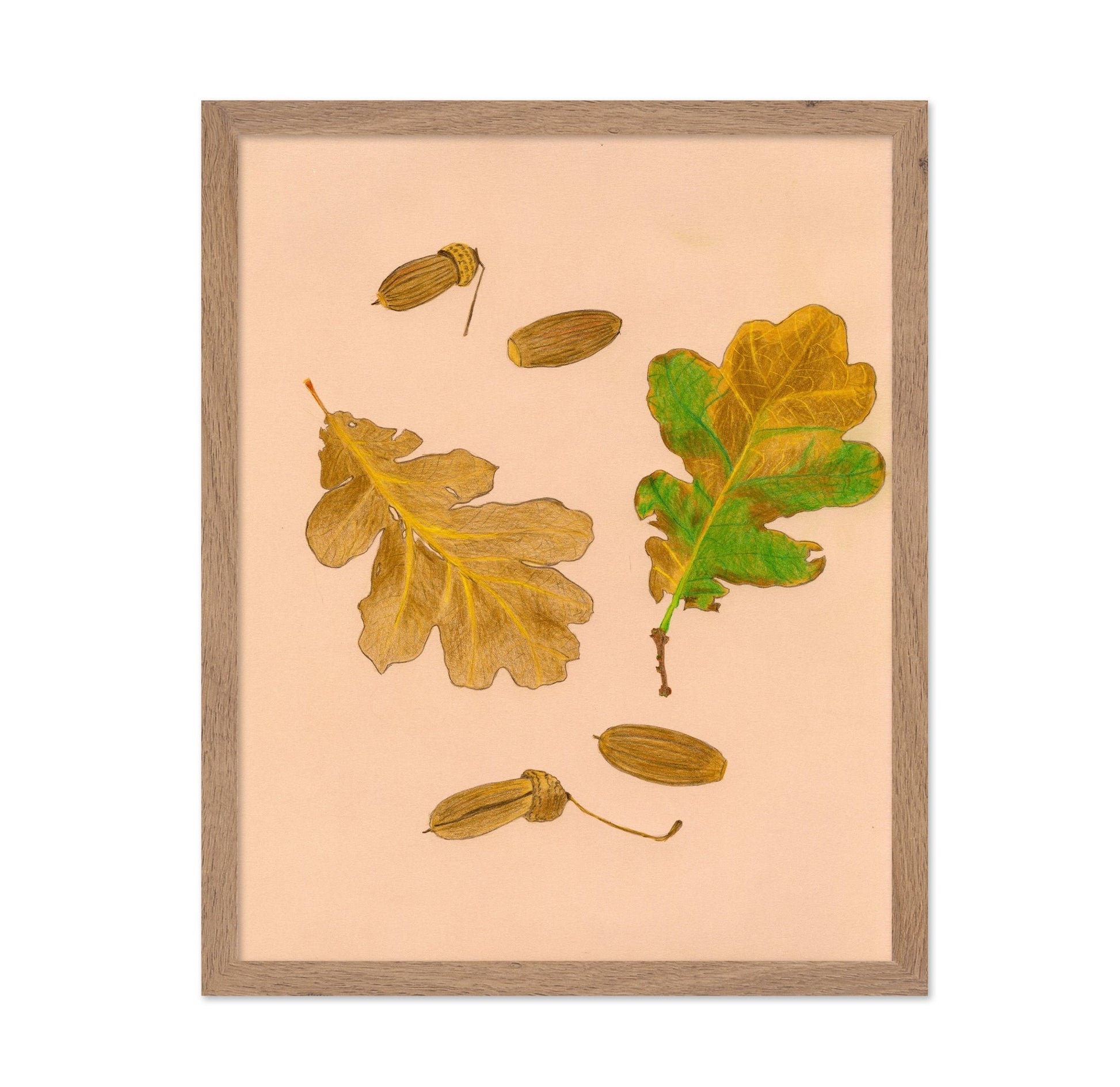Oak Leaves