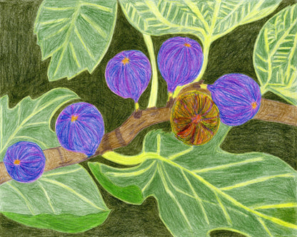 Purple Fig Branch