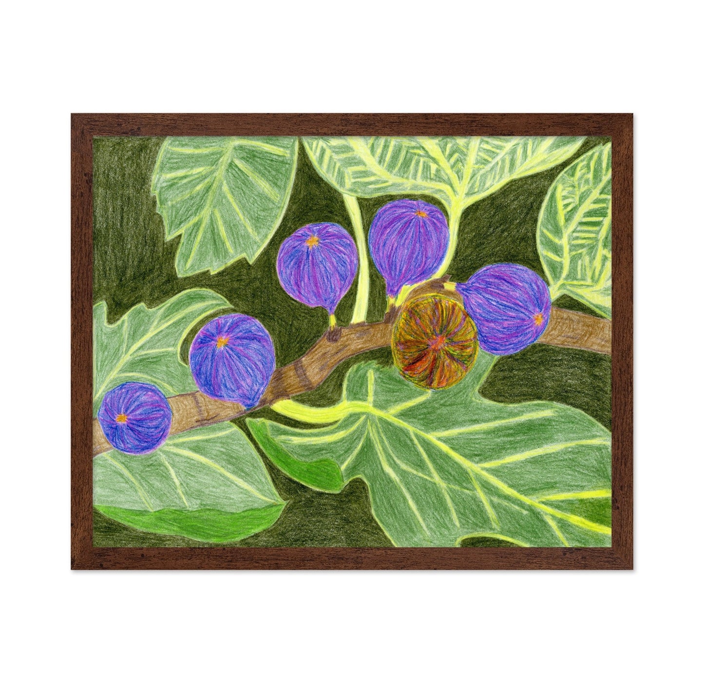 Purple Fig Branch
