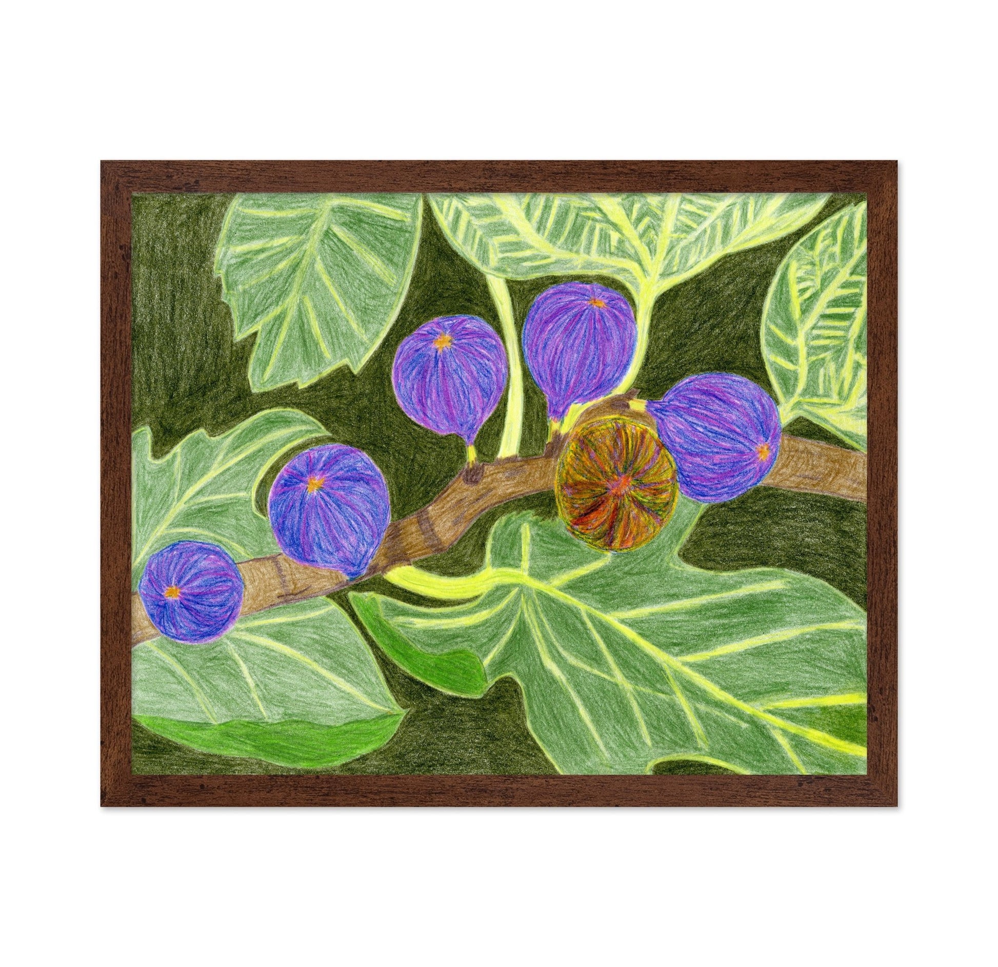 Purple Fig Branch