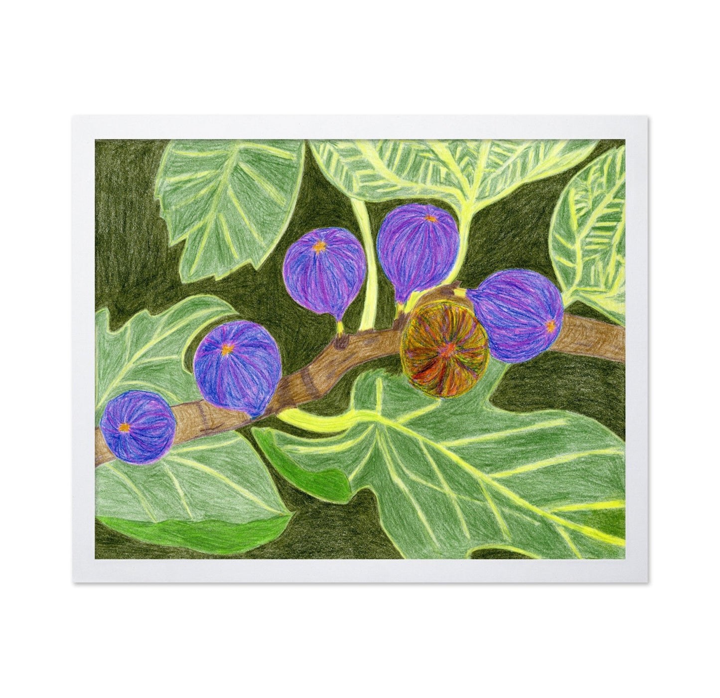 Purple Fig Branch