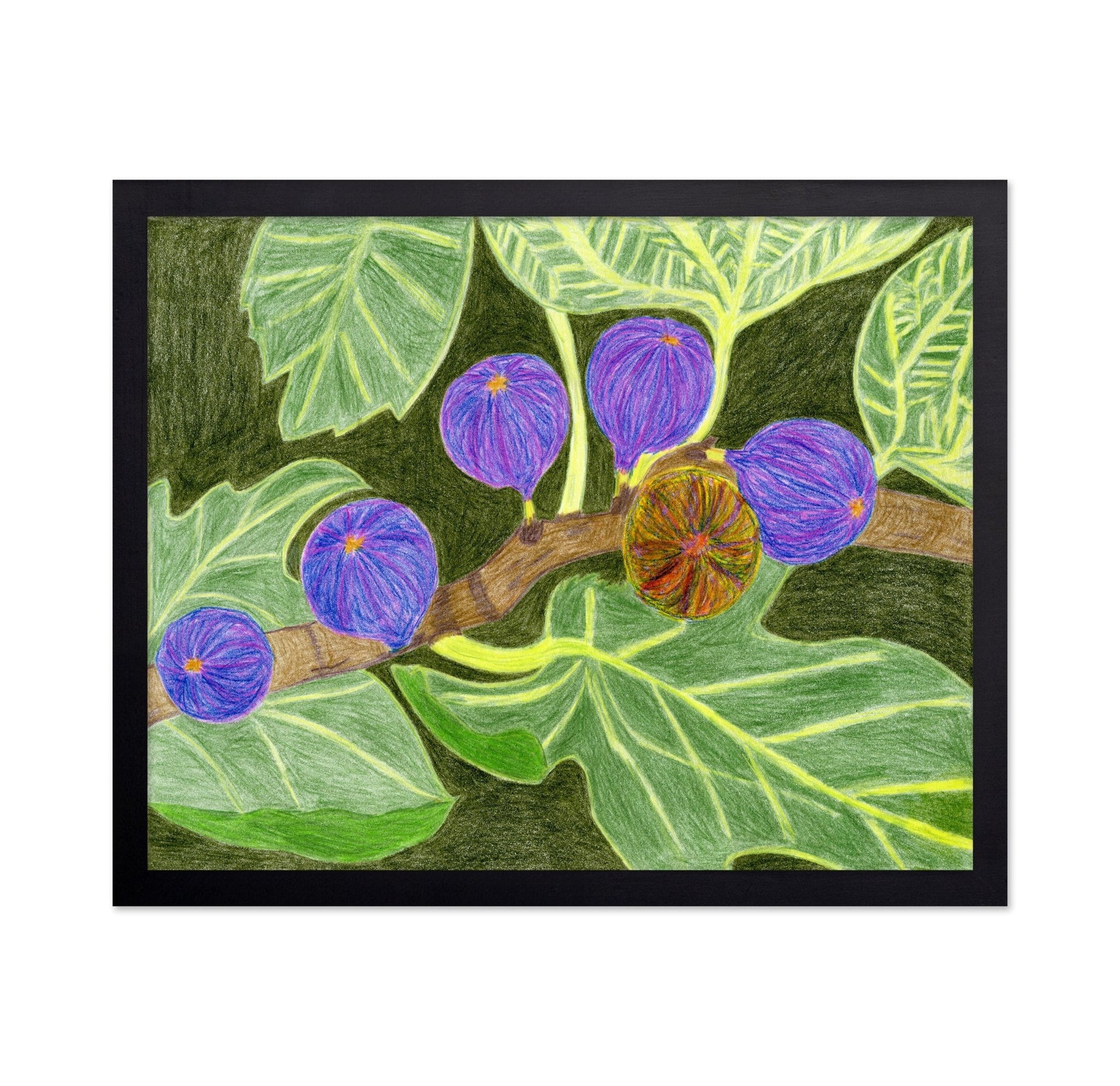Purple Fig Branch