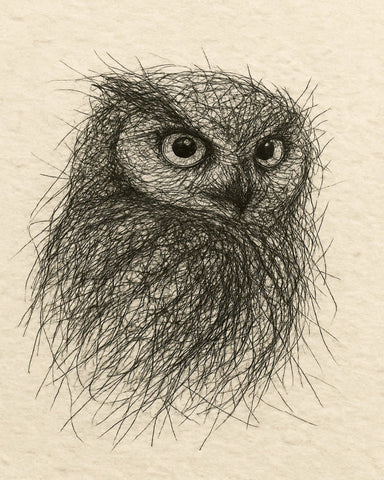 Little Owl Sketch