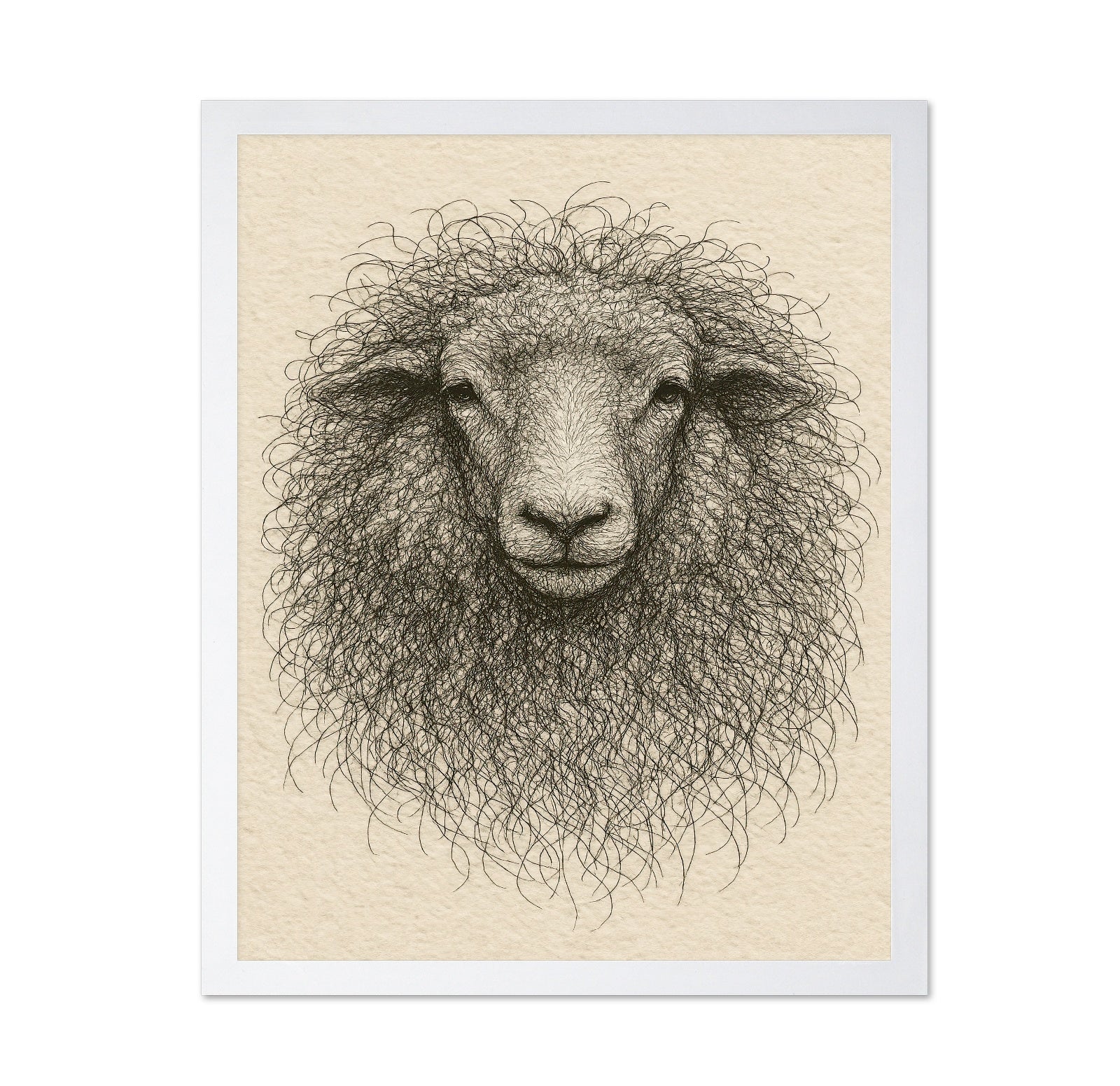 Curly Sheep Portrait