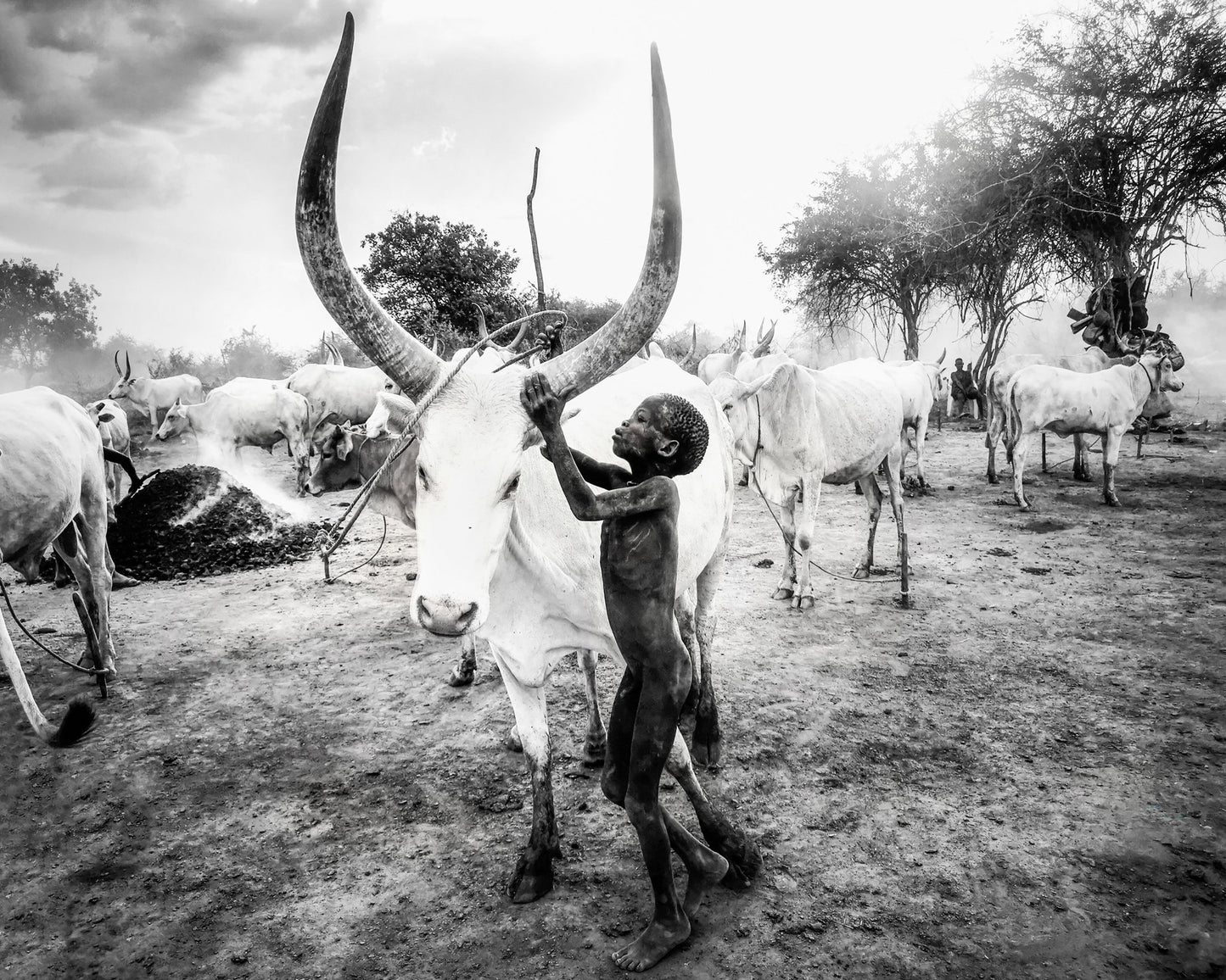 Boy With Long Horn Cattle