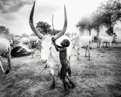 Boy With Long Horn Cattle
