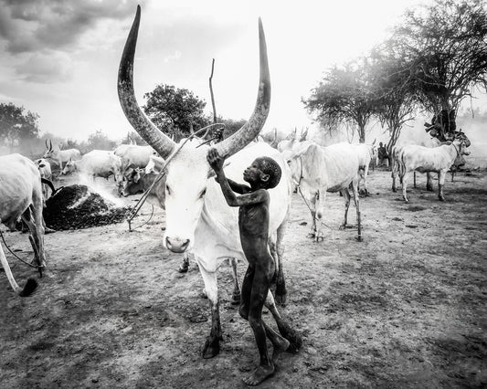 Boy With Long Horn Cattle
