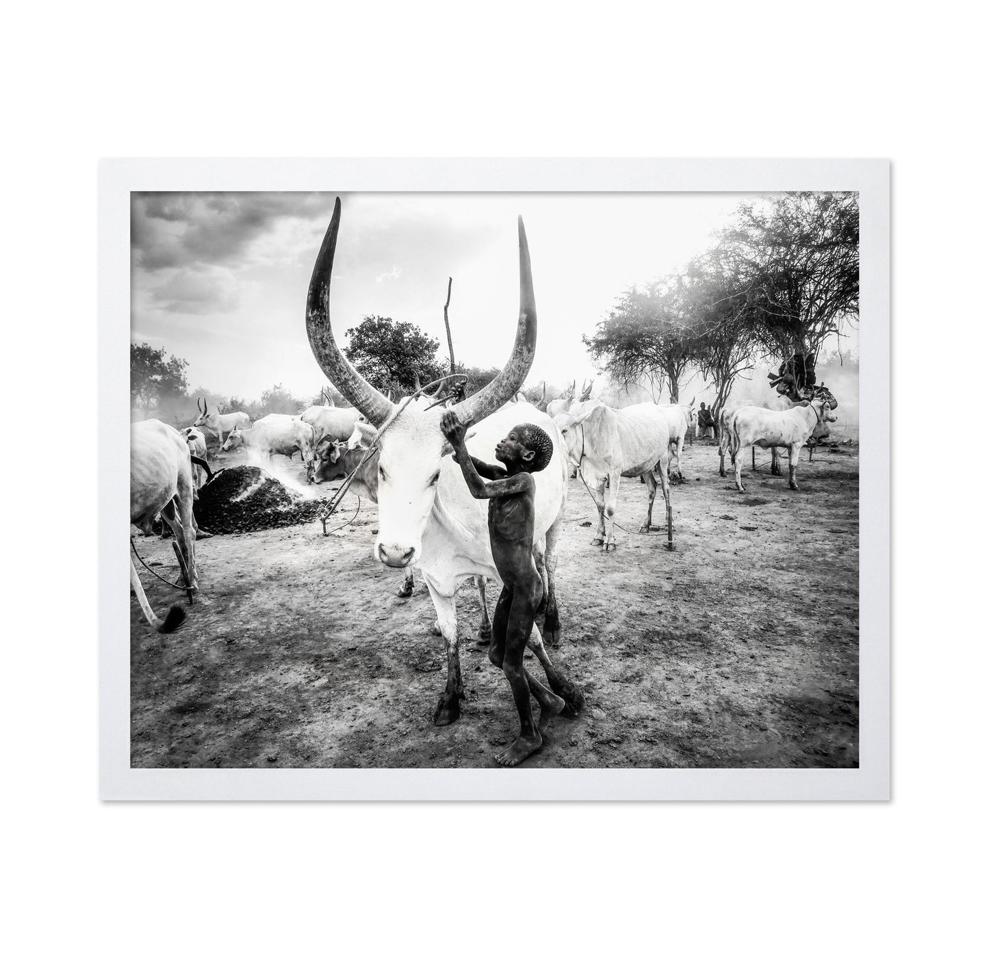 Boy With Long Horn Cattle