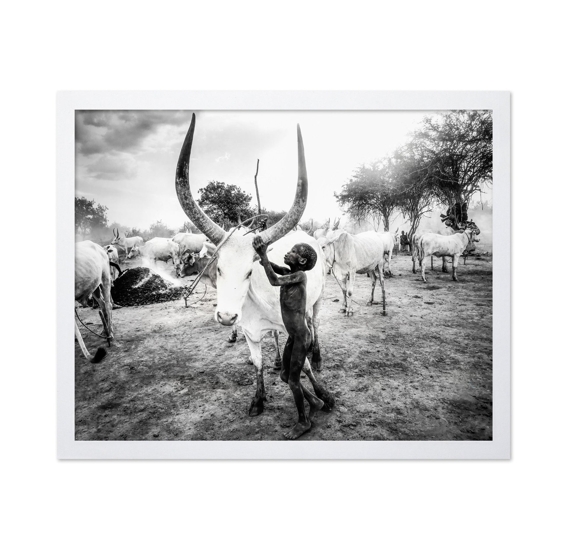 Boy With Long Horn Cattle
