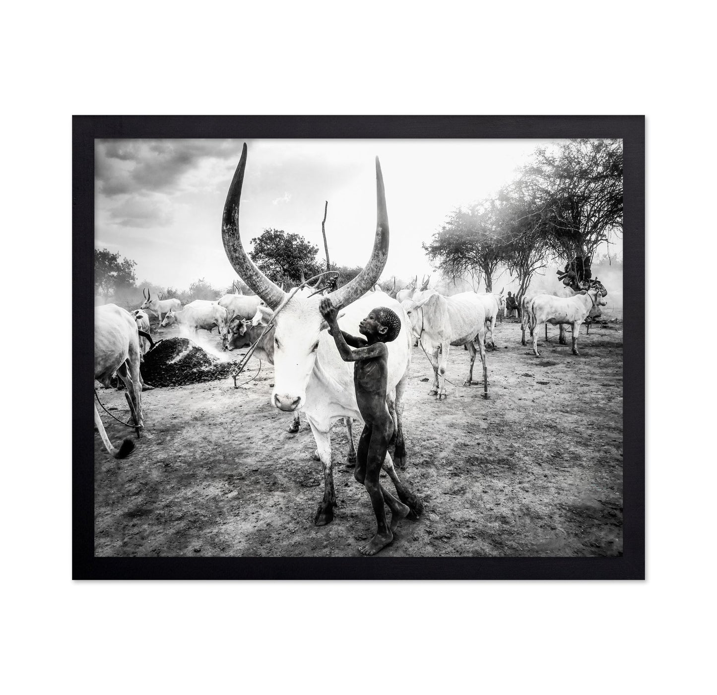 Boy With Long Horn Cattle