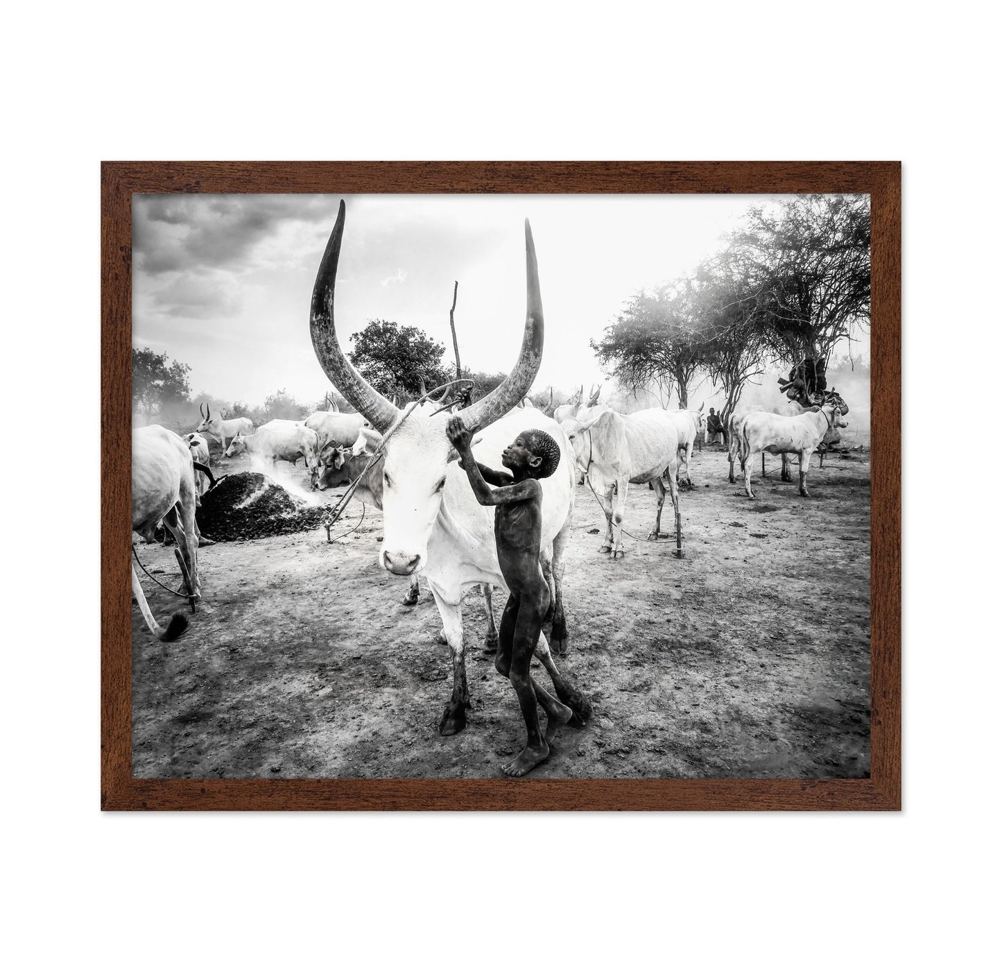 Boy With Long Horn Cattle