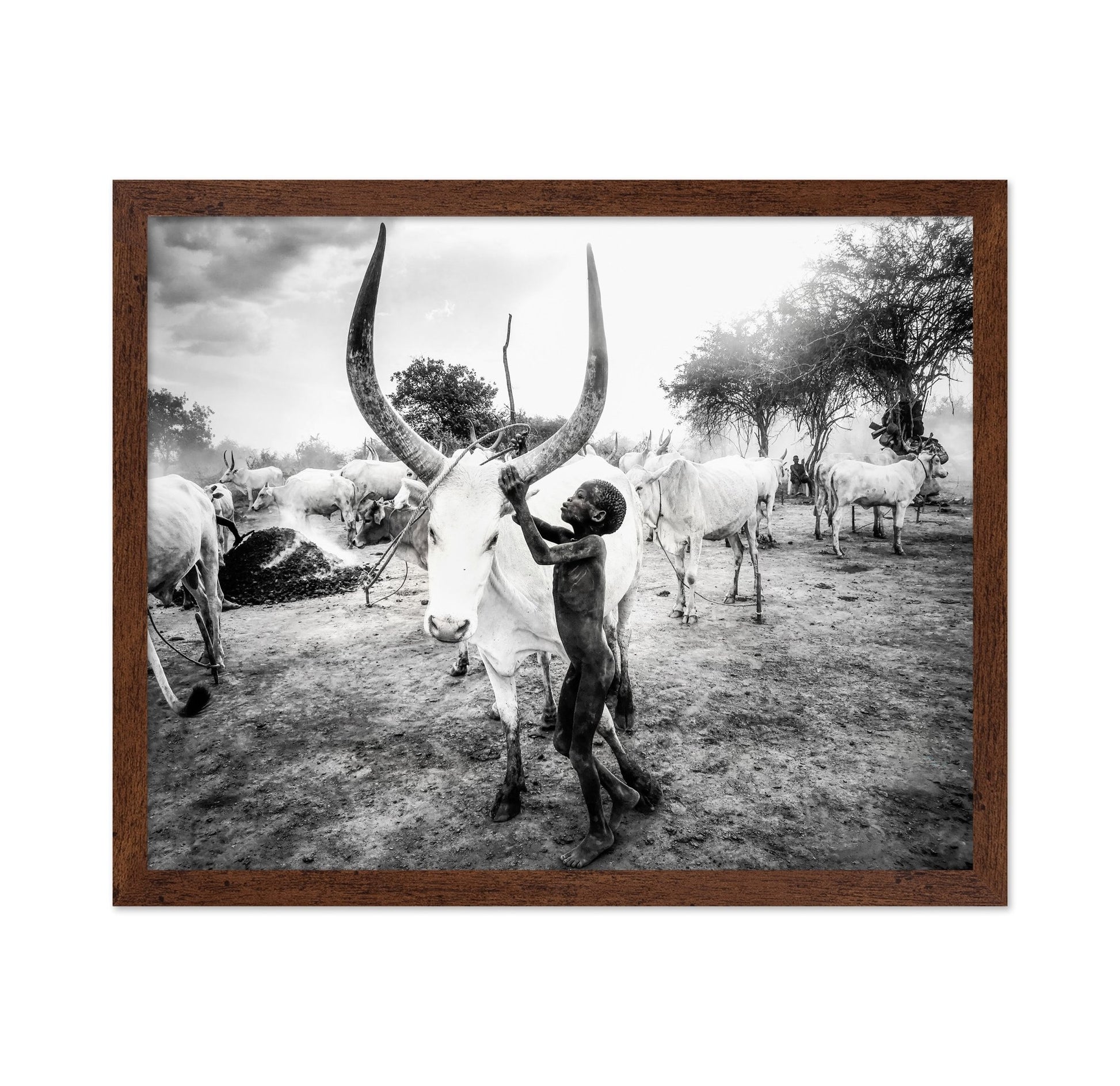 Boy With Long Horn Cattle
