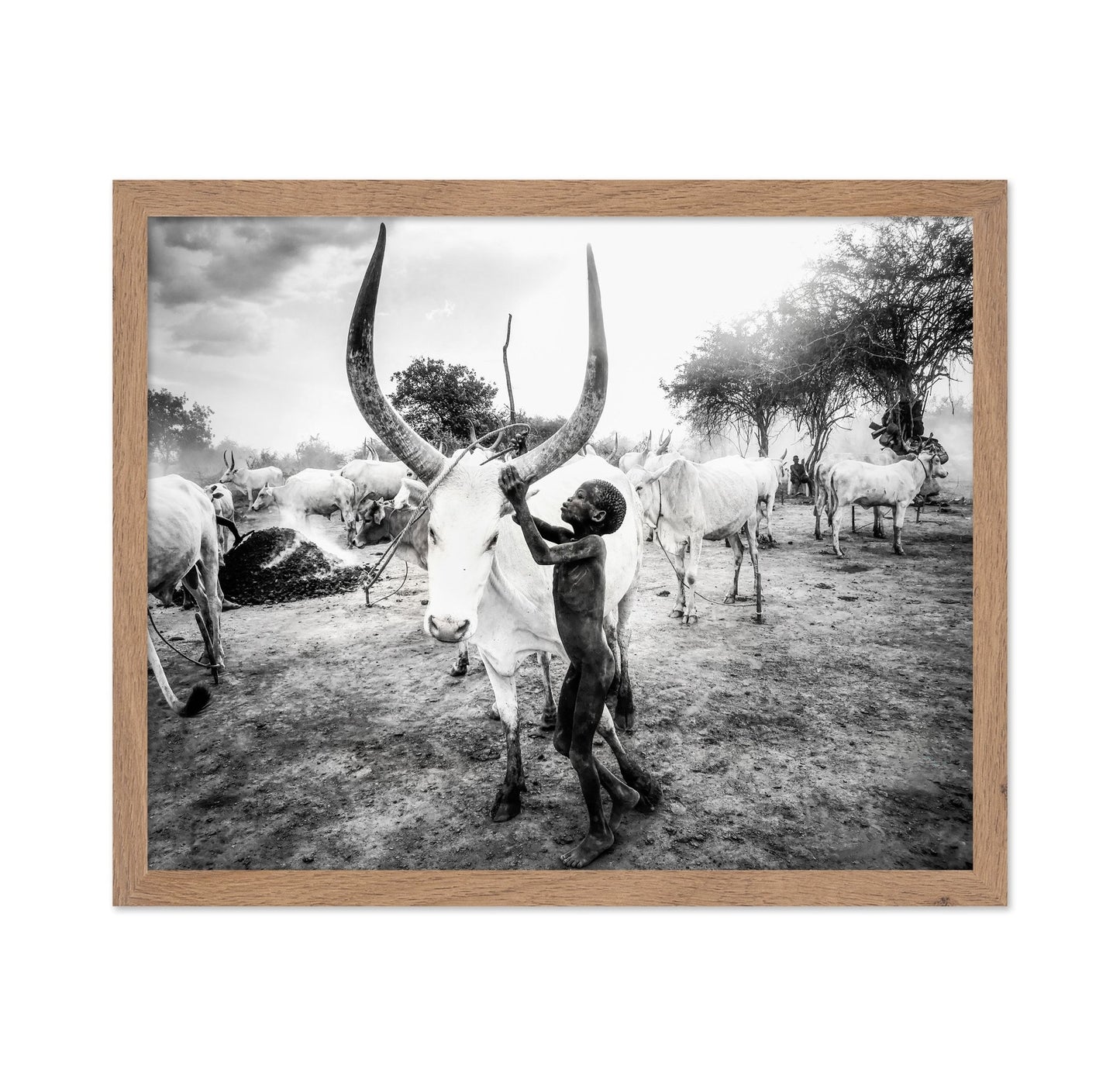 Boy With Long Horn Cattle