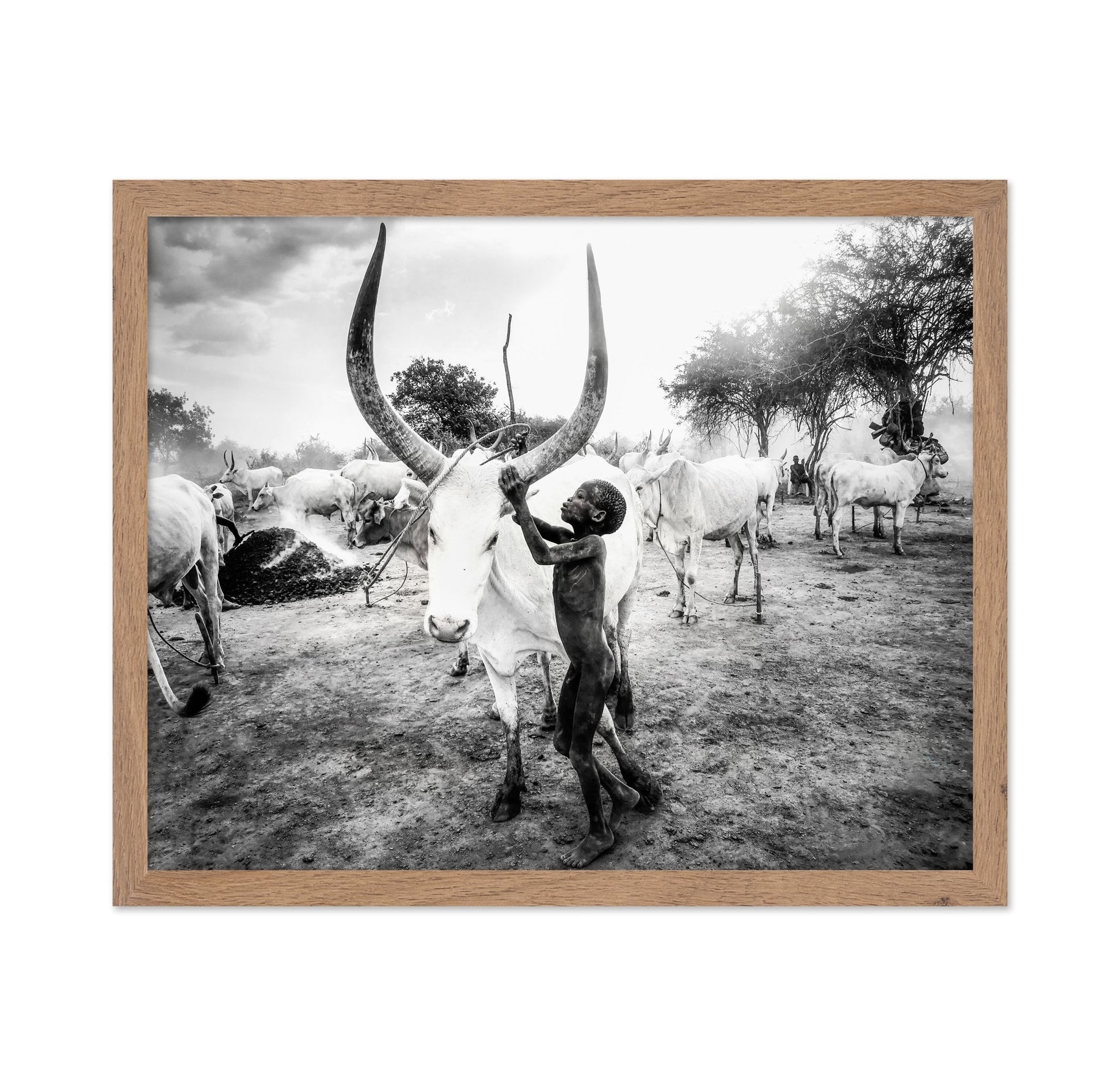 Boy With Long Horn Cattle