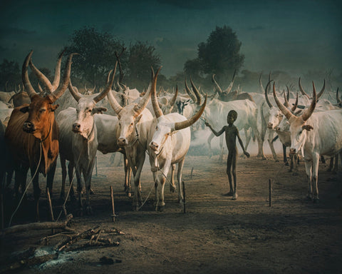 Cattle Herd Gathering