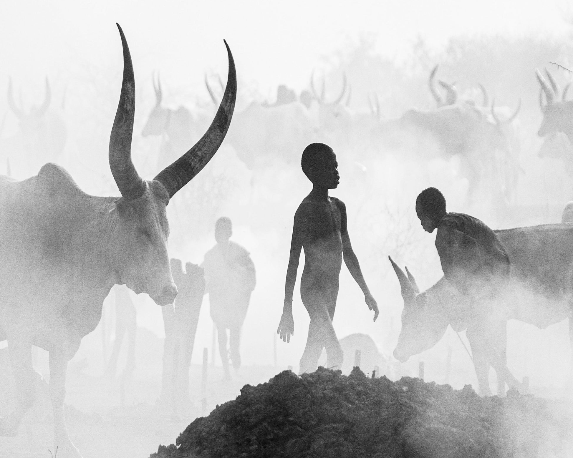 Cattle Dust Walk