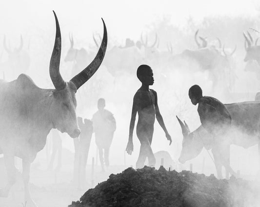 Cattle Dust Walk