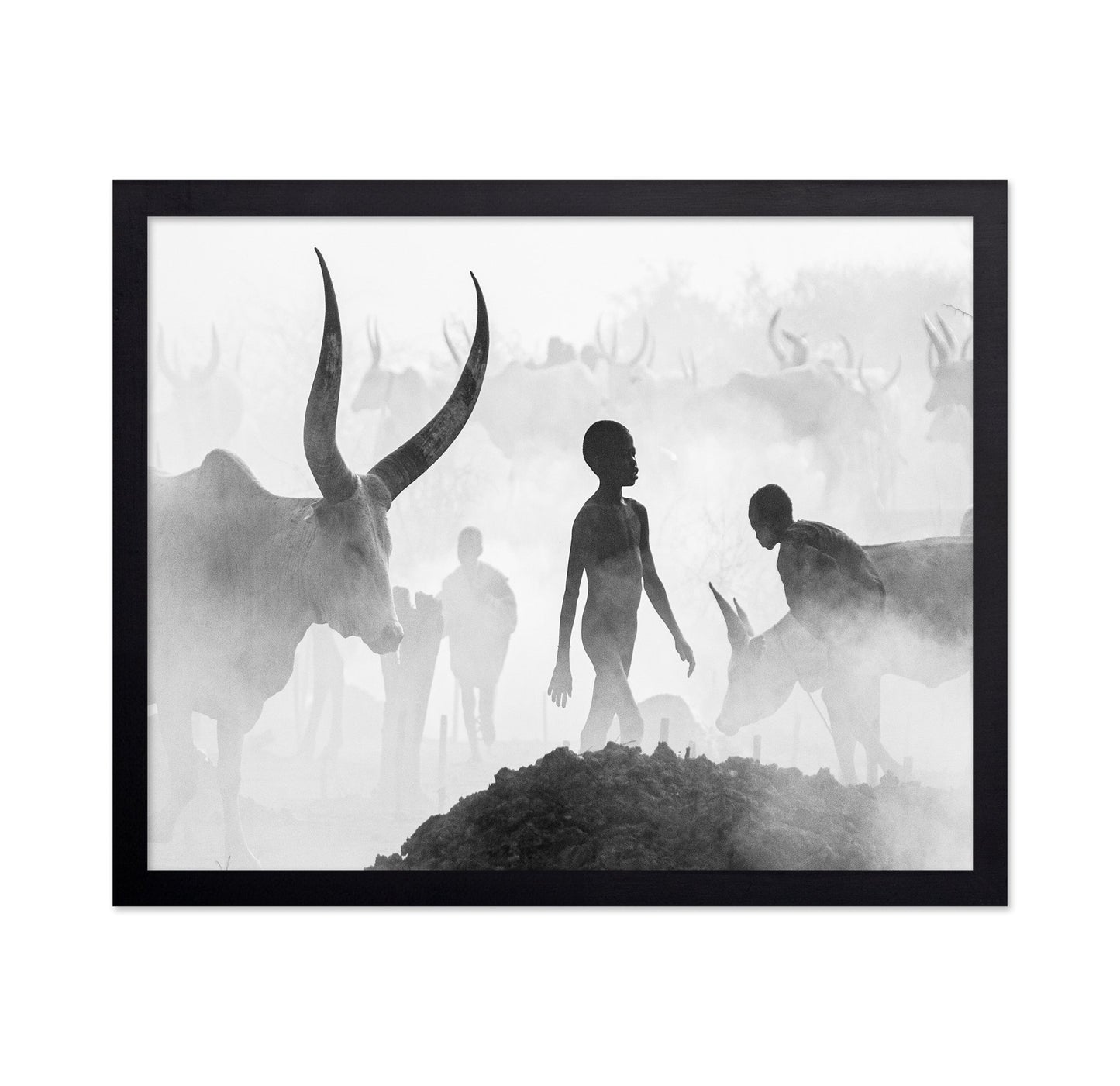 Cattle Dust Walk