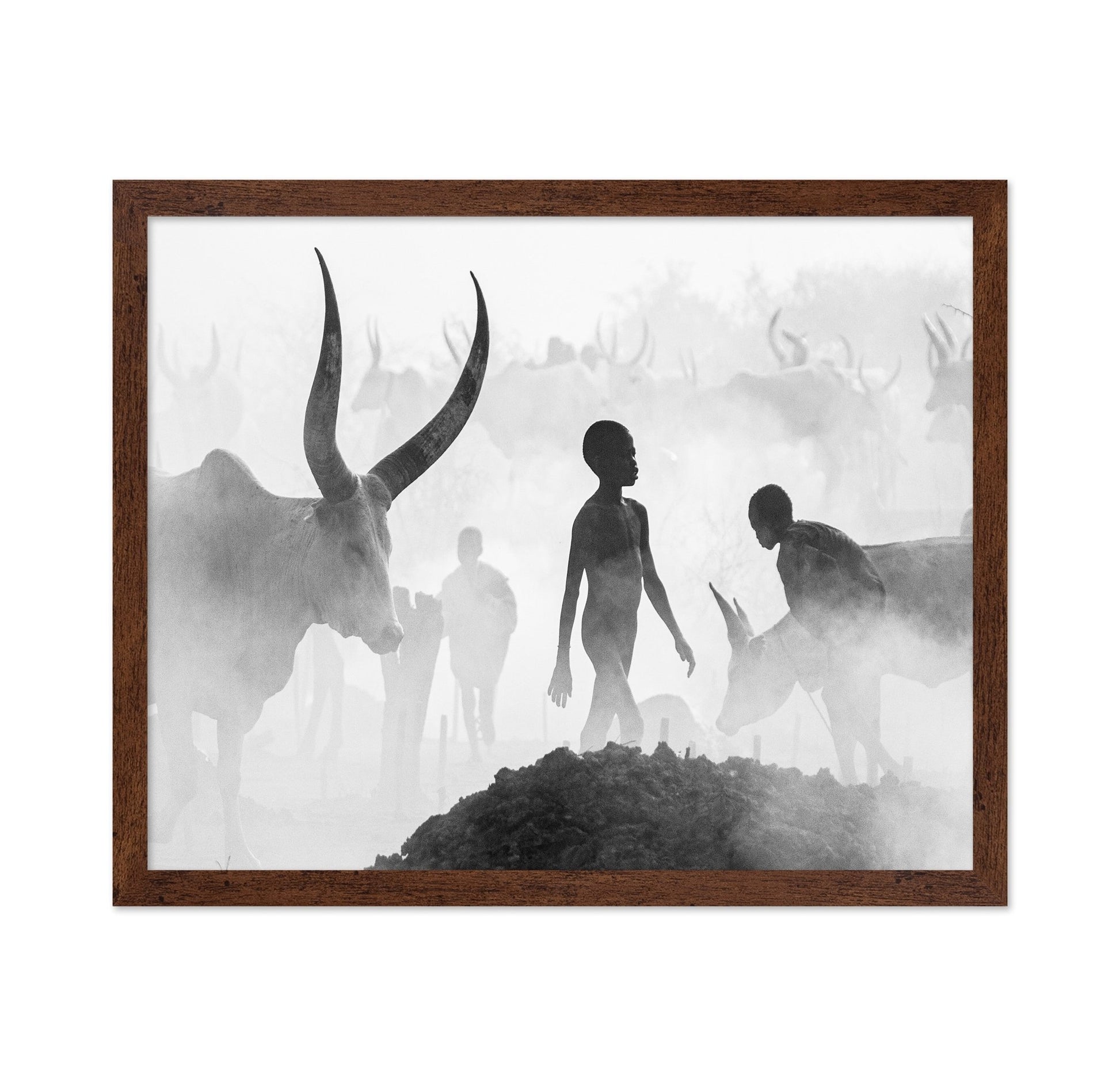 Cattle Dust Walk