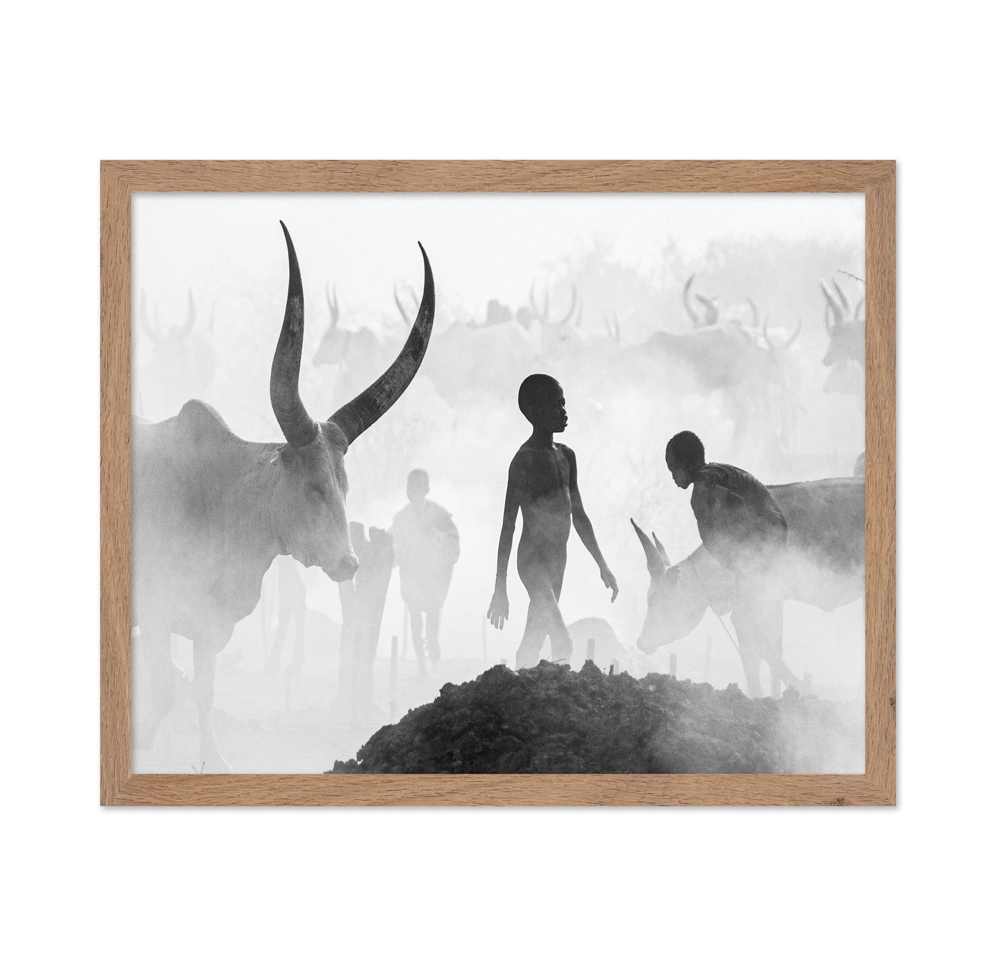 Cattle Dust Walk
