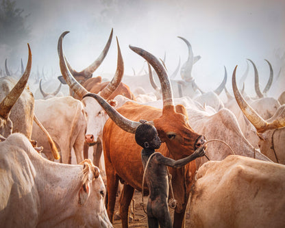 Herd Boy and Longhorn