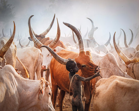 Herd Boy and Longhorn