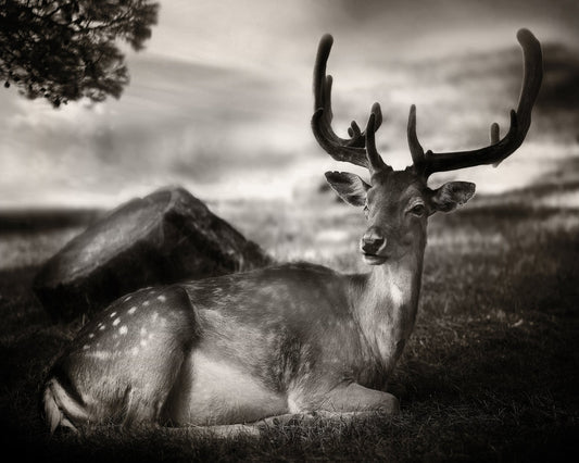 Resting Deer Portrait