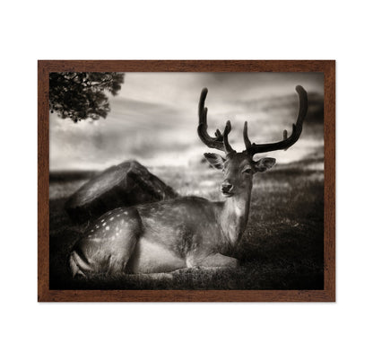 Resting Deer Portrait