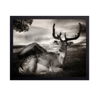 Resting Deer Portrait