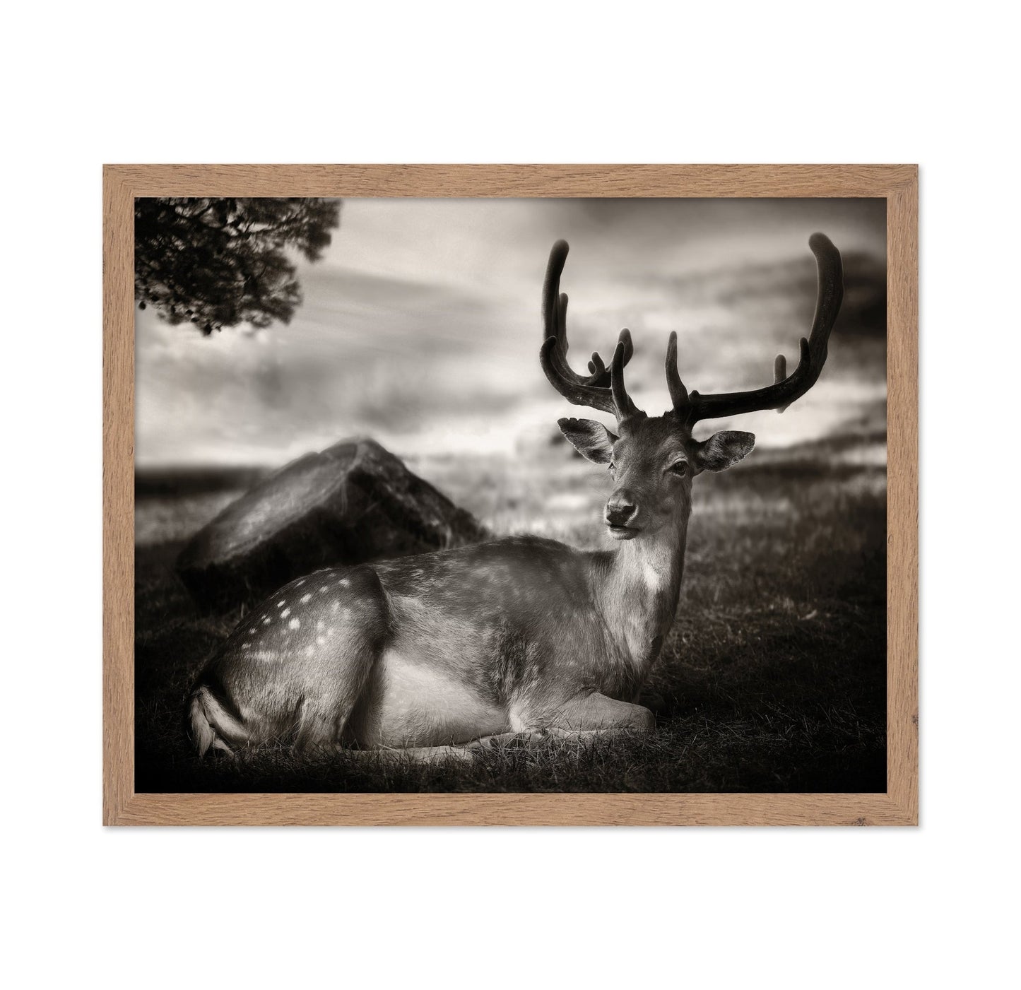 Resting Deer Portrait