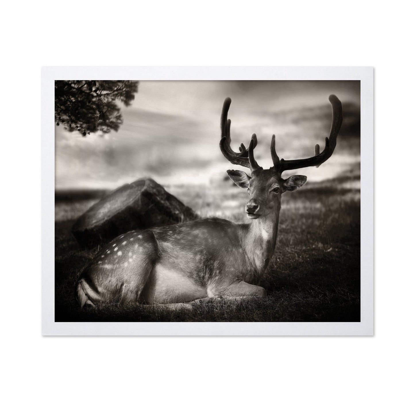 Resting Deer Portrait