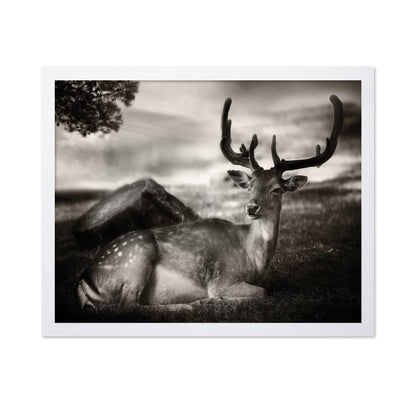 Resting Deer Portrait