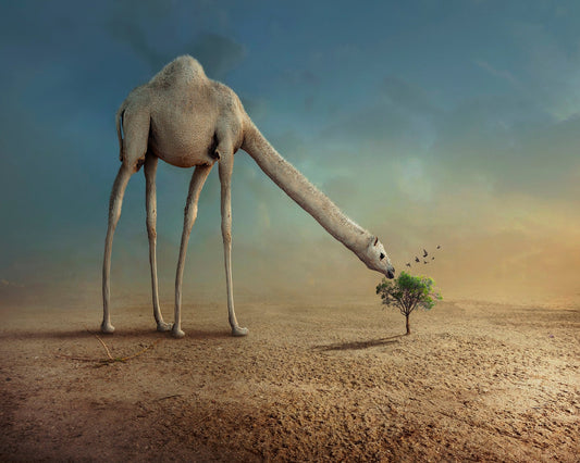 Long Neck Camel
