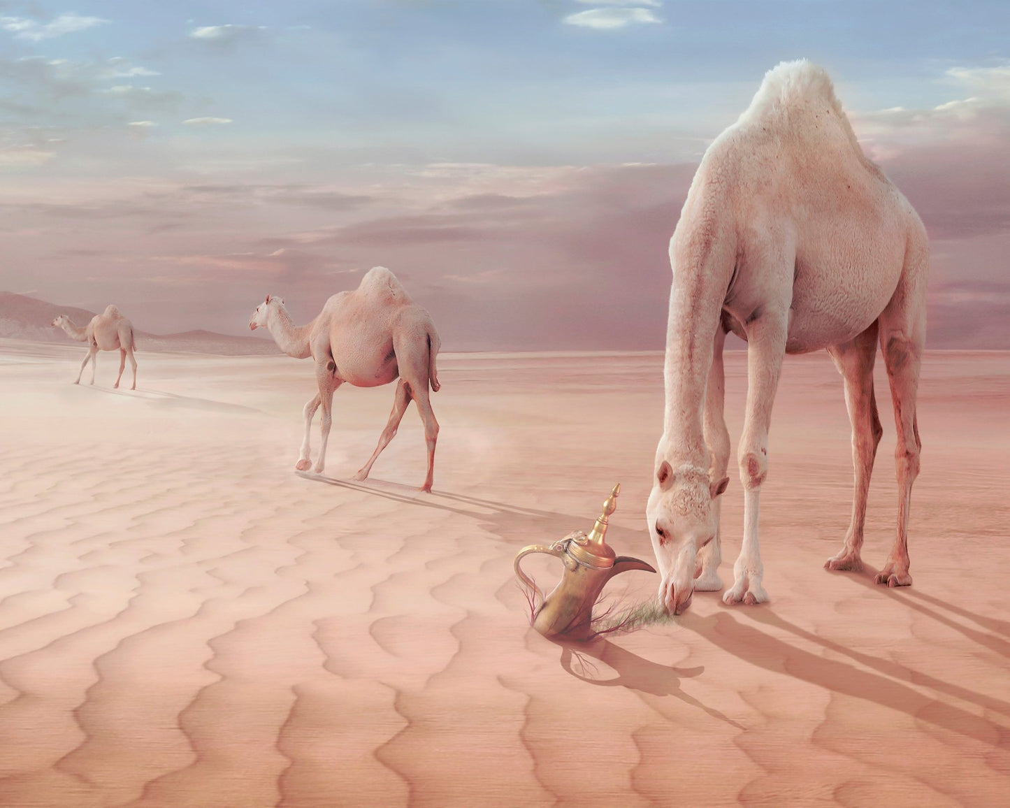 Desert Camels Scene